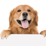 16-06-02 hund