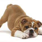 Bulldog Puppy